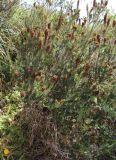 Erica multiflora. Отцветшее растение. Италия, Тоскана, Монте-Арджентино. 11.04.2011.
