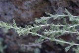 View full-size image genus Artemisia