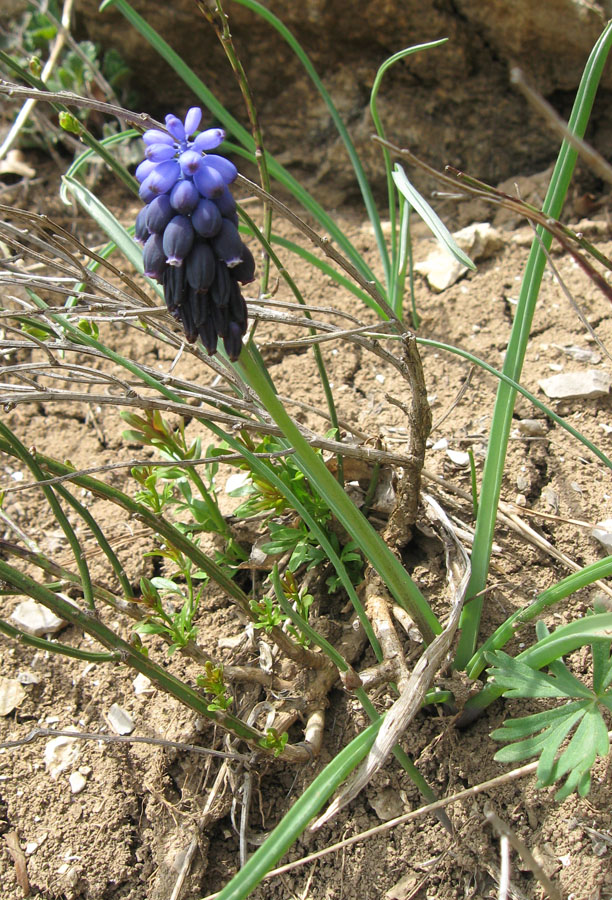 Image of Muscari neglectum specimen.