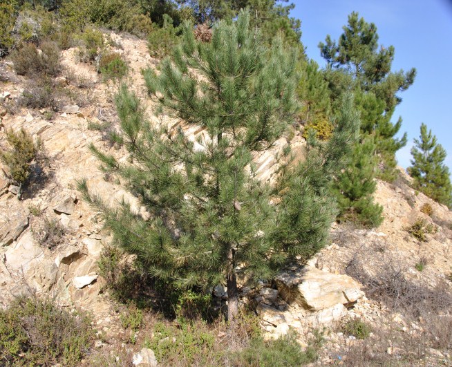 Image of Pinus pinaster specimen.