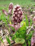 Petasites hybridus