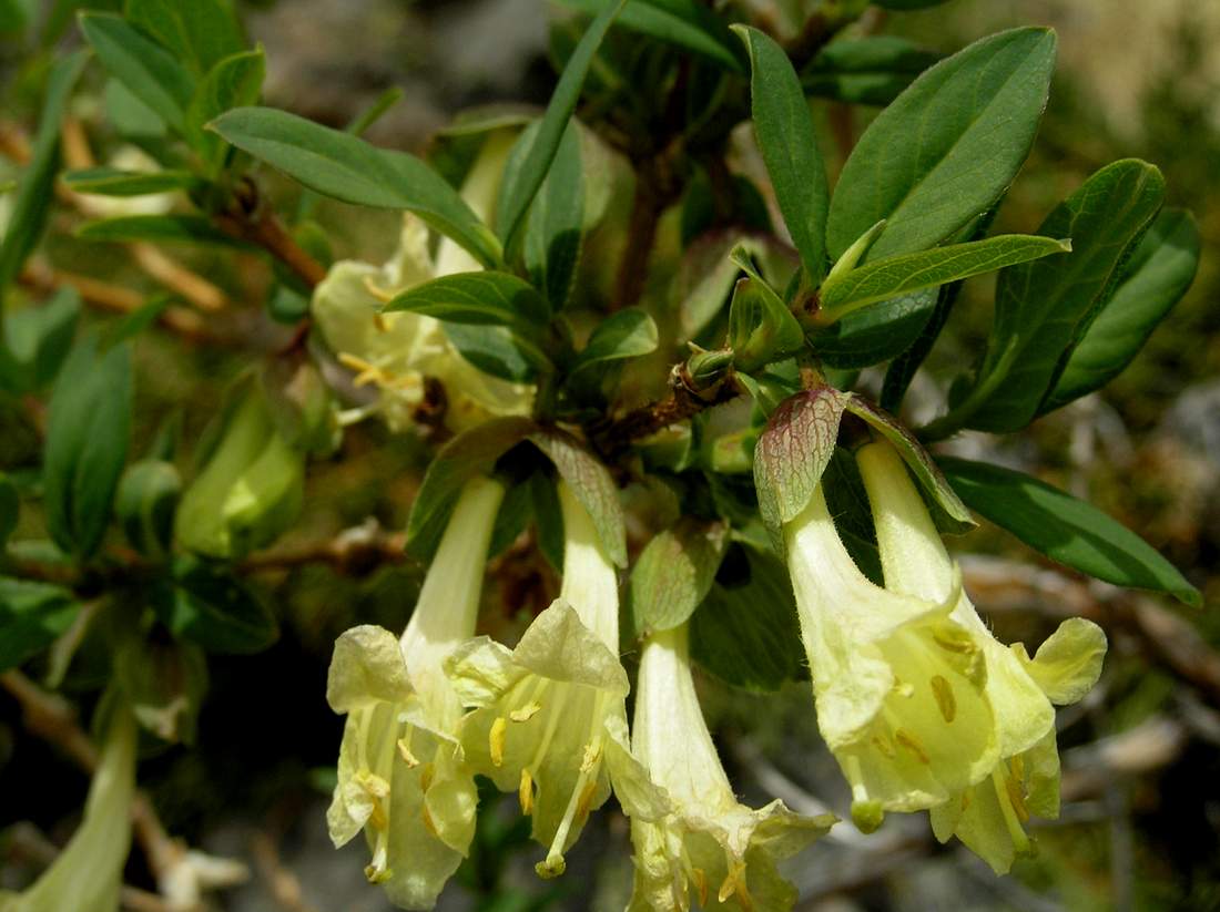 Image of Lonicera hispida specimen.