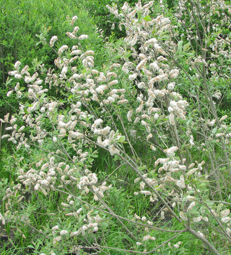 Image of Salix cinerea specimen.