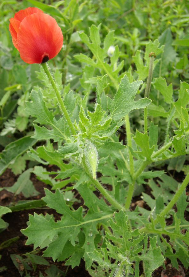 Изображение особи Glaucium corniculatum.