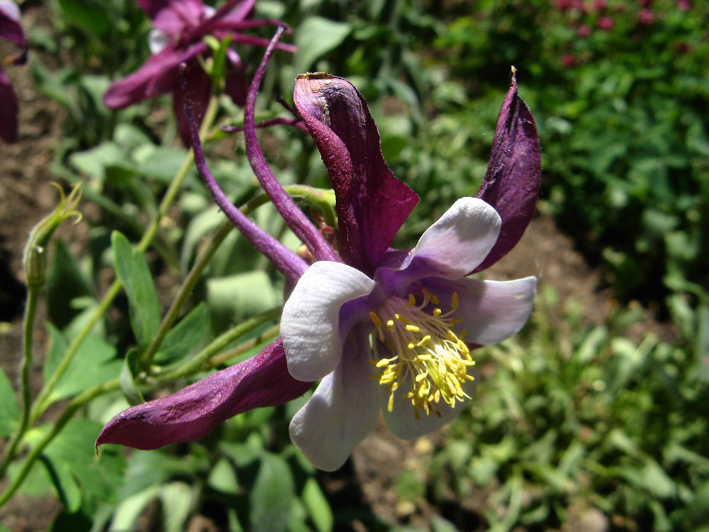 Изображение особи Aquilegia coerulea.