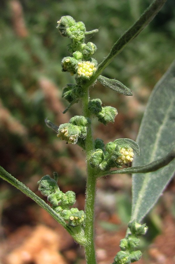 Image of Cyclachaena xanthiifolia specimen.