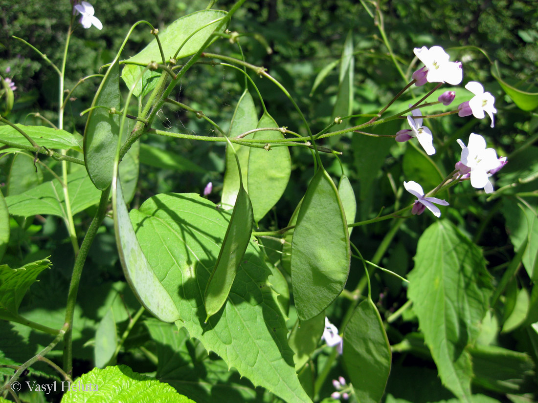 Image of Lunaria rediviva specimen.