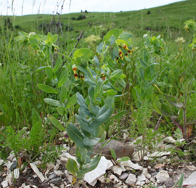 Изображение особи Cerinthe minor.