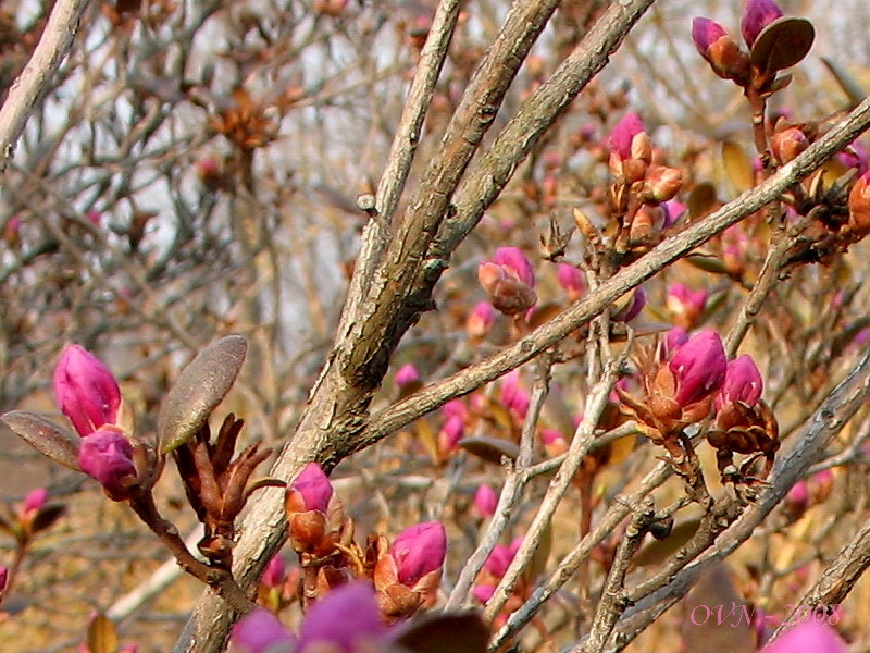 Изображение особи Rhododendron sichotense.