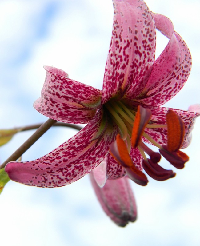 Изображение особи Lilium pilosiusculum.