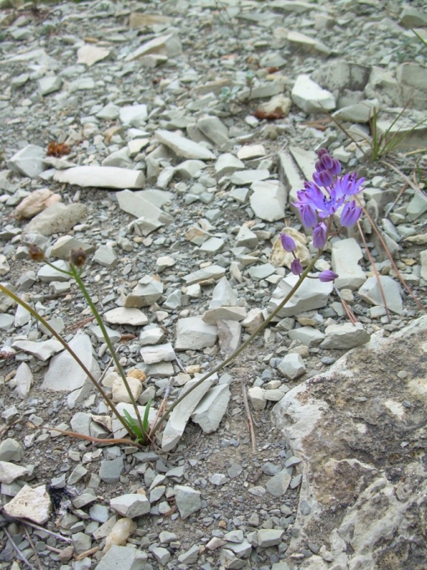 Image of Prospero autumnale specimen.