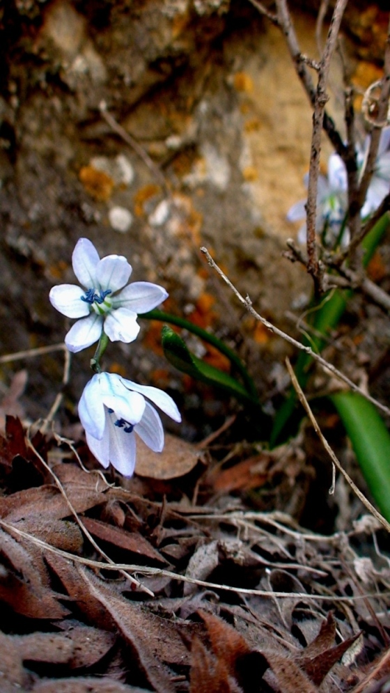 Изображение особи род Scilla.