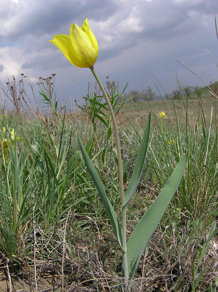 Изображение особи Tulipa suaveolens.