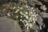 Cerastium regelii