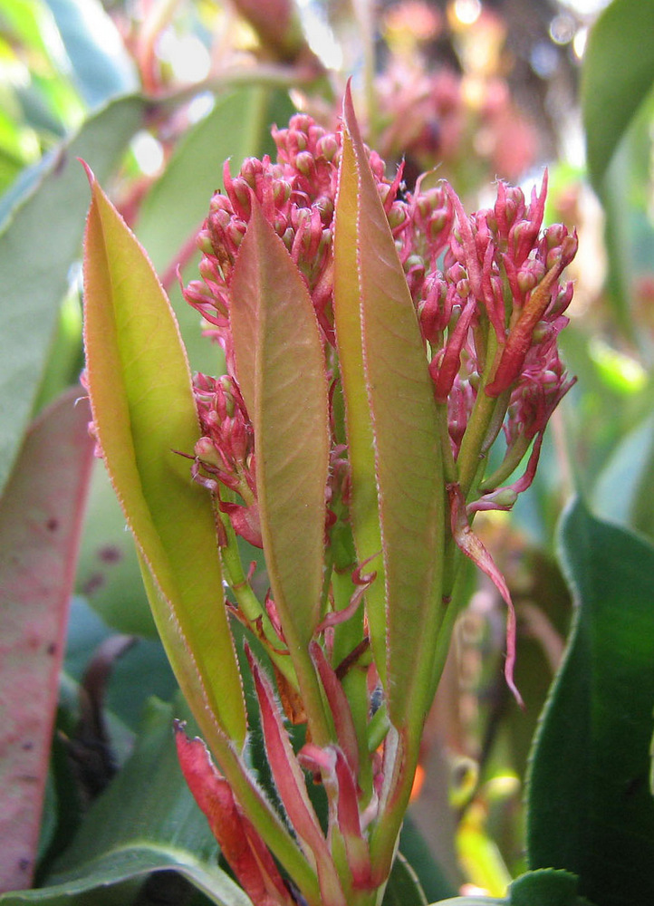 Изображение особи Photinia serratifolia.