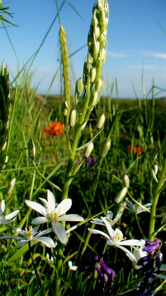 Image of Ornithogalum hajastanum specimen.