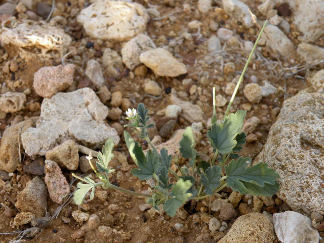 Изображение особи Erodium oxyrhynchum.