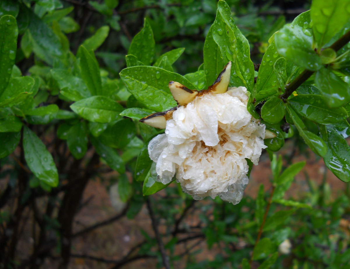 Изображение особи Punica granatum.