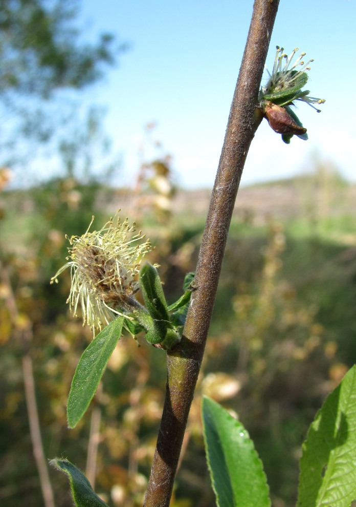 Image of Salix myrsinifolia specimen.