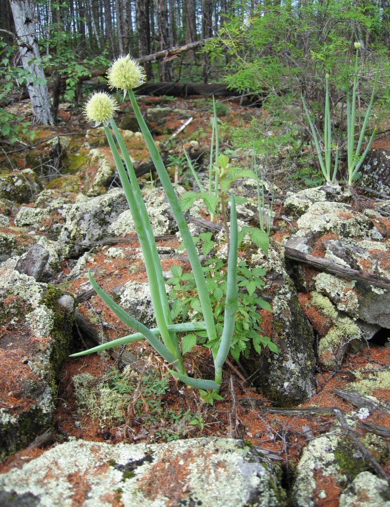 Изображение особи Allium altaicum.