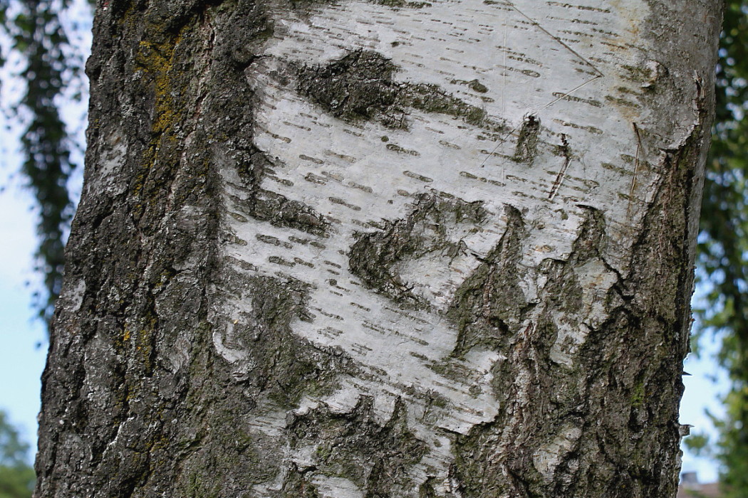 Изображение особи Betula pendula.