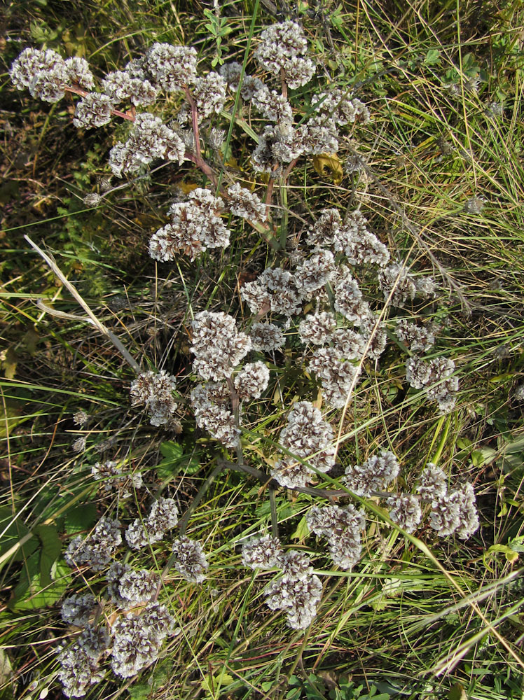 Image of Goniolimon speciosum specimen.