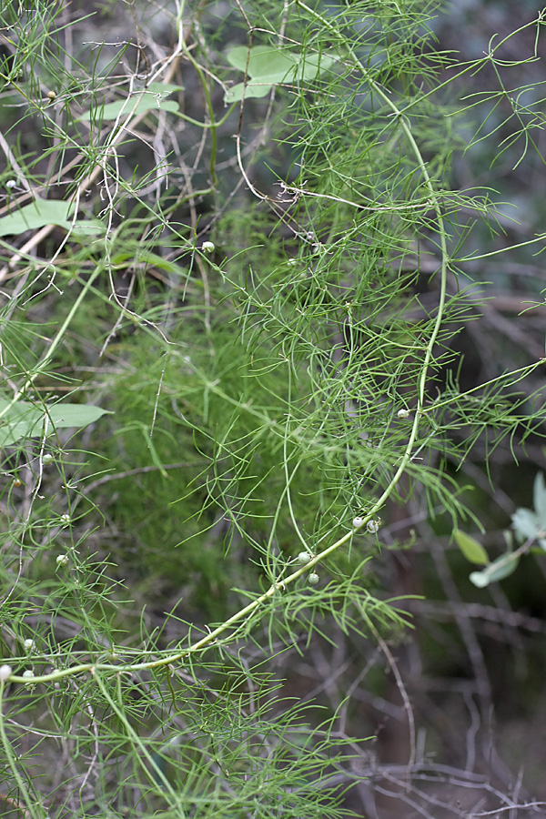 Image of genus Asparagus specimen.