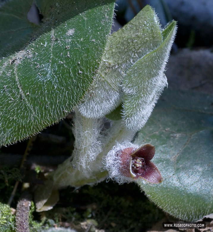 Image of Asarum europaeum specimen.