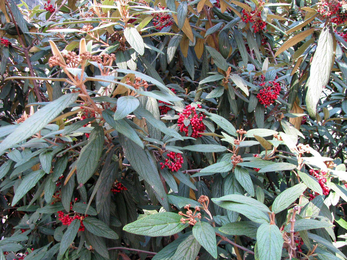 Image of Viburnum rhytidophyllum specimen.