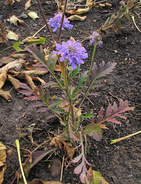 Image of Scabiosa lachnophylla specimen.