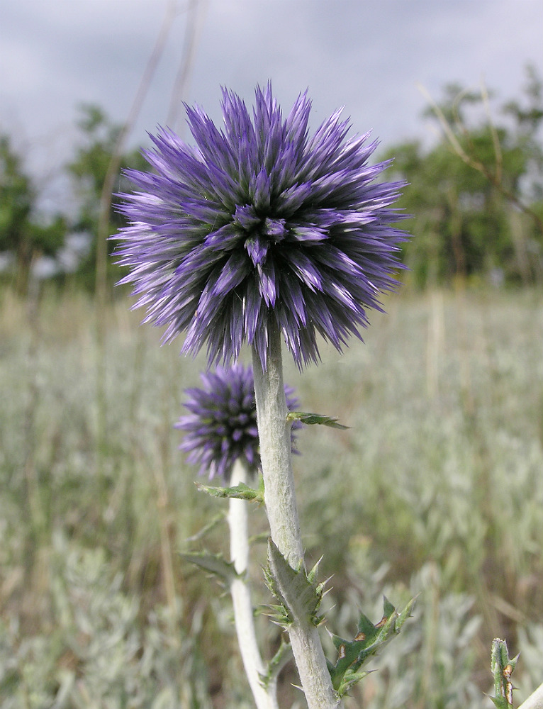 Image of Echinops ruthenicus specimen.