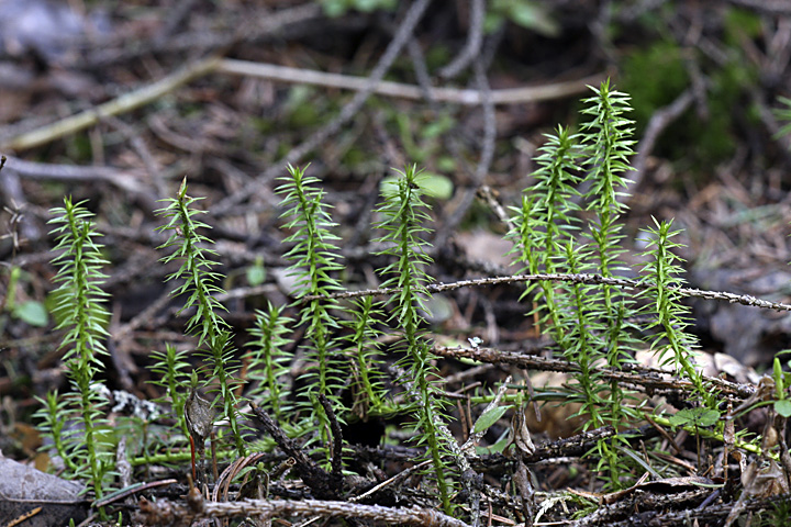 Изображение особи Lycopodium annotinum.