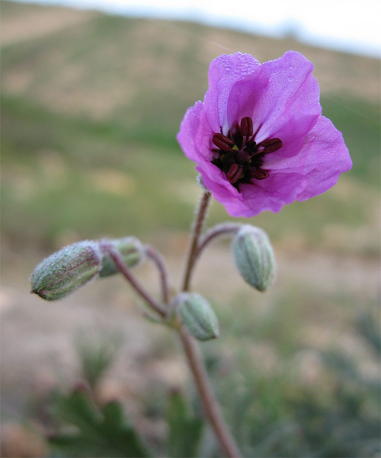 Image of Erodium crassifolium specimen.