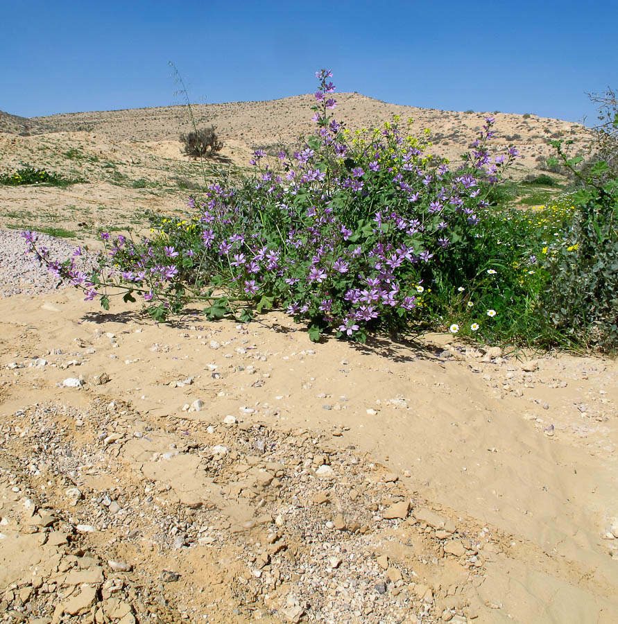 Image of Malva sylvestris specimen.