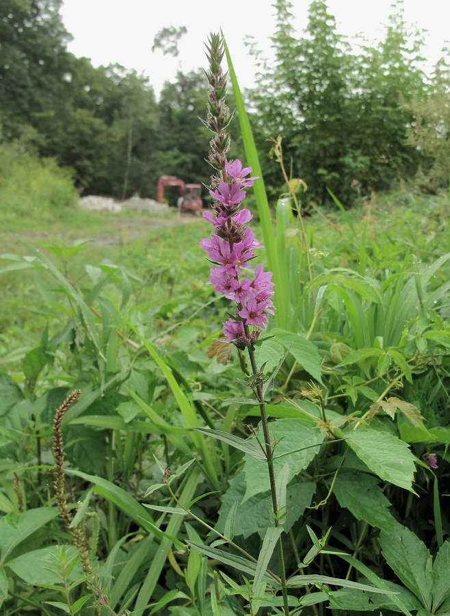 Image of Lythrum salicaria specimen.