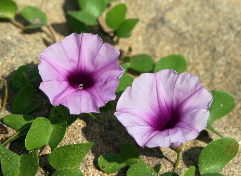 Image of Ipomoea pes-caprae specimen.