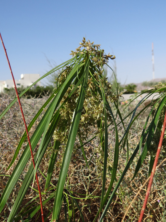 Image of genus Cyperus specimen.