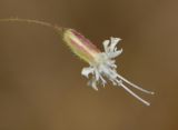 Ankyropetalum gypsophiloides