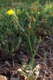 Zacintha verrucosa. Цветущее и плодоносящее растение. Крым, Севастополь, пустырь. 22 мая 2013 г.