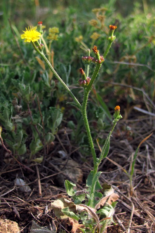 Изображение особи Zacintha verrucosa.