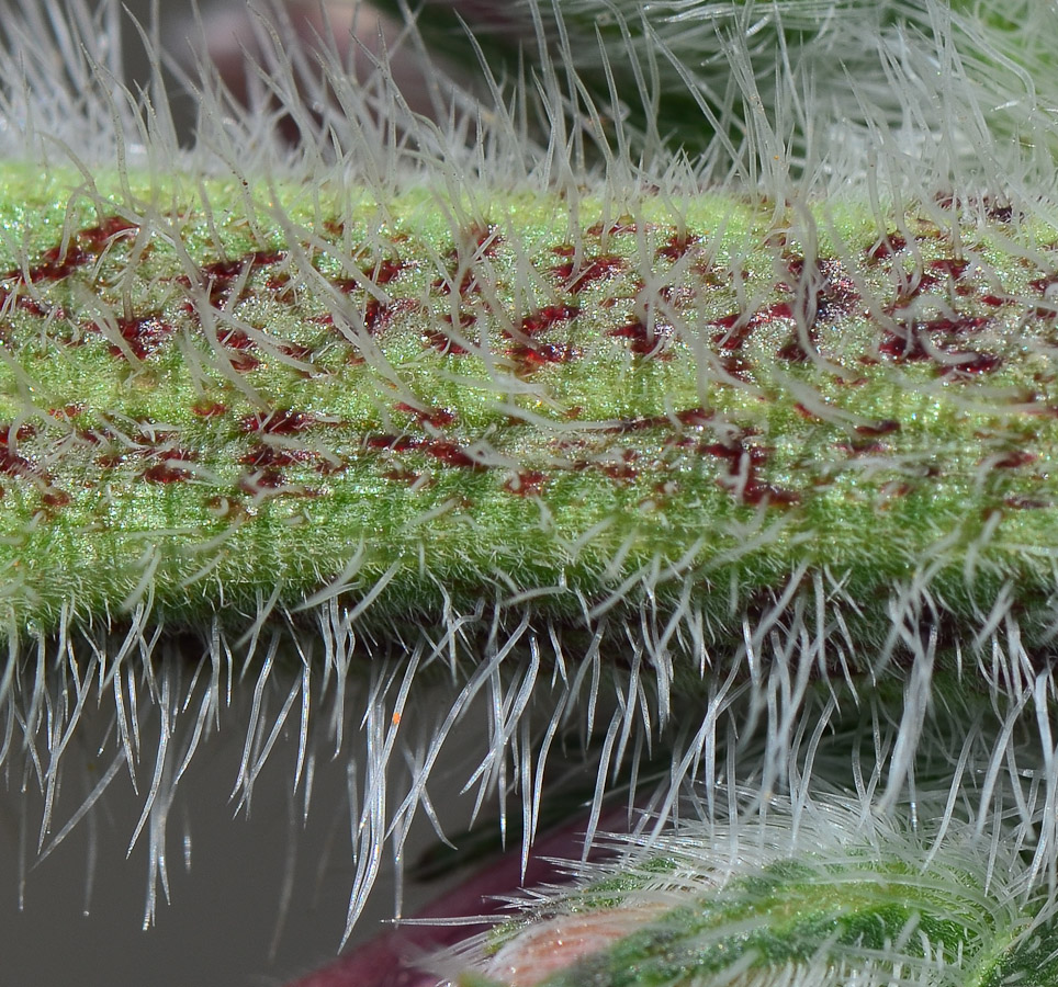 Image of Echium glomeratum specimen.