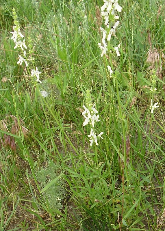 Image of Stachys atherocalyx specimen.