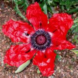 Papaver setiferum. Распустившийся цветок. Германия, г. Krefeld, Ботанический сад. 02.06.2013.