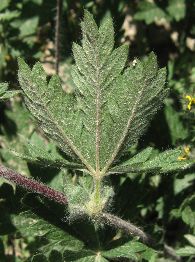 Image of genus Potentilla specimen.