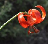 Lilium chalcedonicum