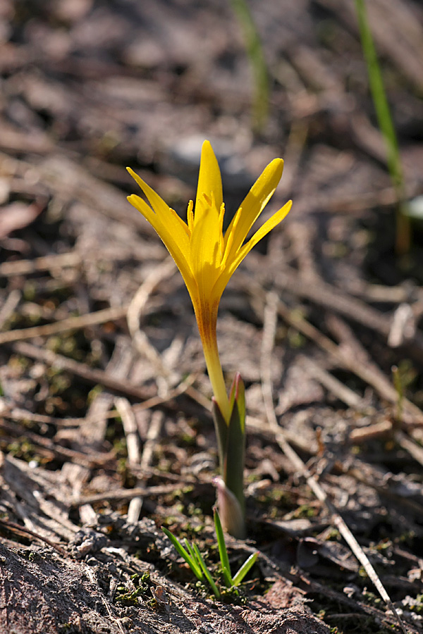 Image of Colchicum luteum specimen.