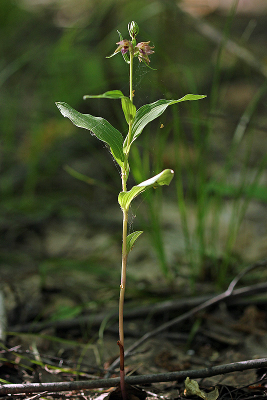 Изображение особи Epipactis helleborine.