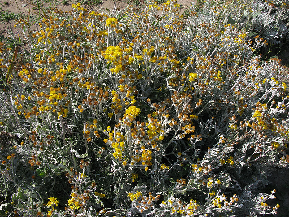 Image of Senecio cineraria specimen.