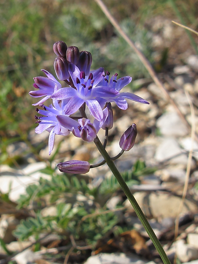 Image of Prospero autumnale specimen.