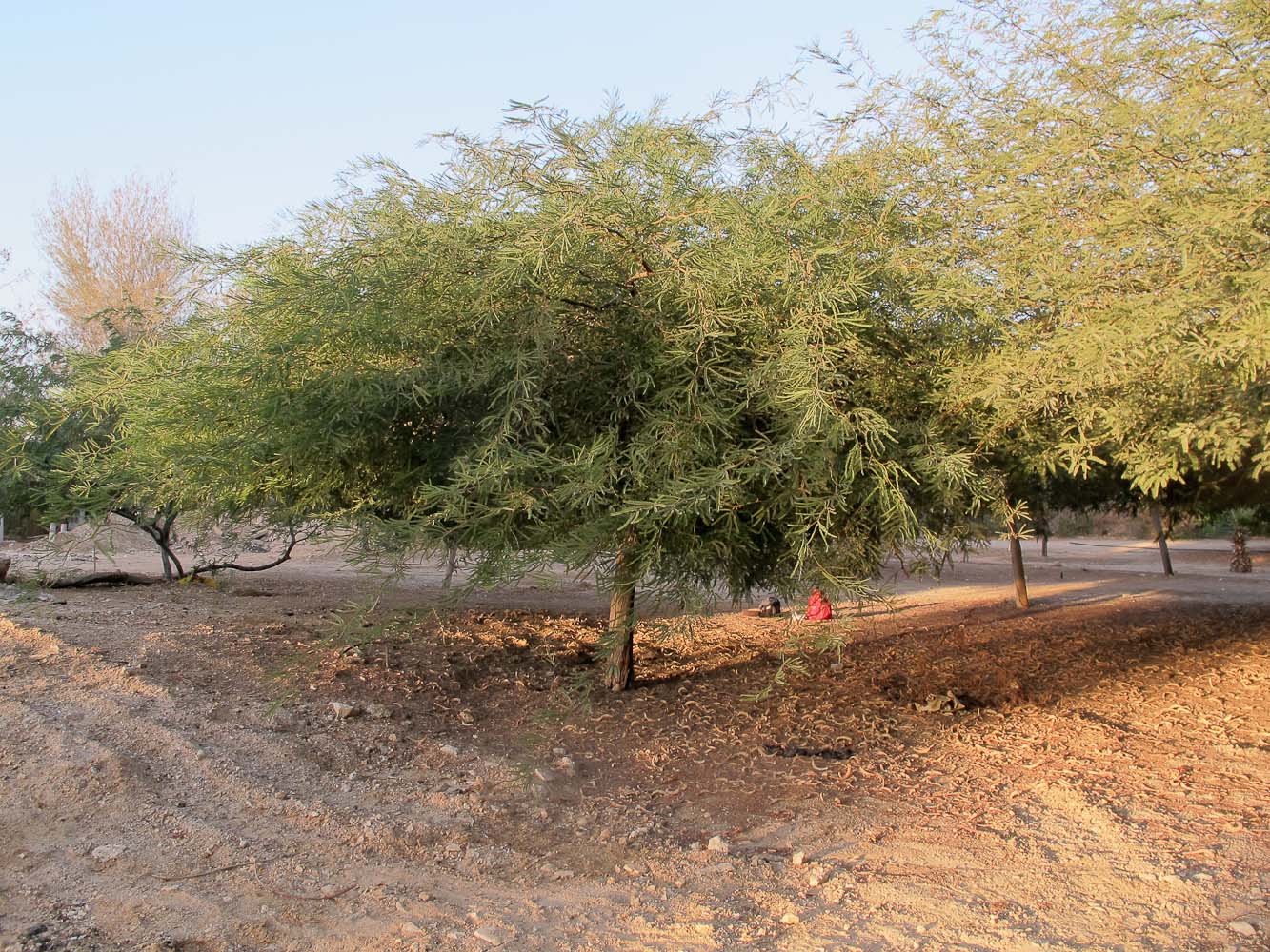 Image of Prosopis alba specimen.